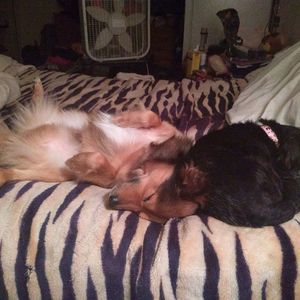 Meet your Posher, Lois